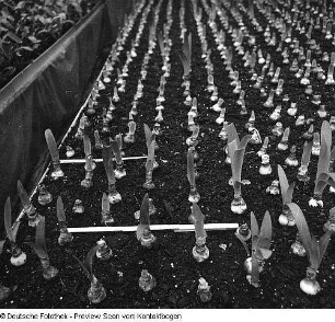 Gartenbau und Landwirtschaft (Gewächshäuser, Blumen, Feldarbeit)