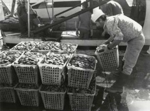 Fischereihafen in Chioggia