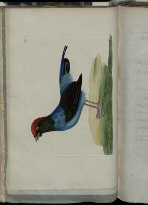 The Long-Tailed Manakin.