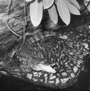 Krokodil, wahrscheinlich im Dresdener Zoo