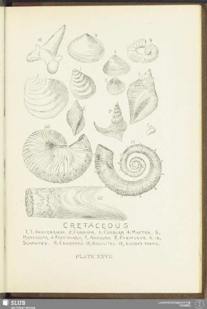 Plate XXVII