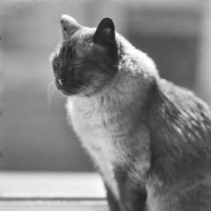 Katze auf der Fensterbank