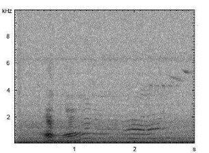 Haushund | Canis lupus f. familiaris - Winseln