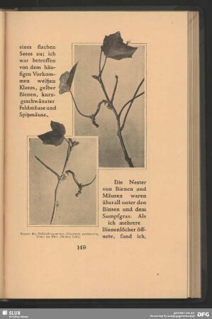 Raupen des Hollunderspanners, Urapterix sambucaria, Linn., am Efeu, Hedera helix
