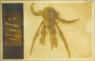 Palmendieb (Hamburger Südsee-Expedition 1908-1910)