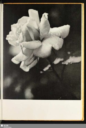 [Rosenblüte]