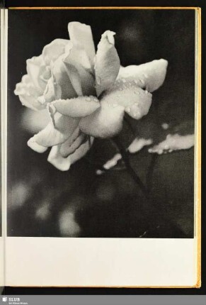 [Rosenblüte]