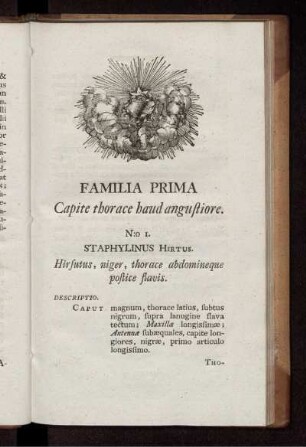 FAMILIA PRIMA Capite thorace baud angustiore