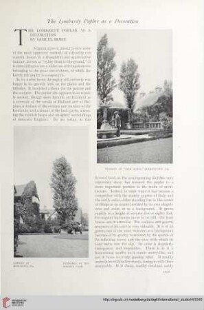 The Lombardy Poplar as a decoration