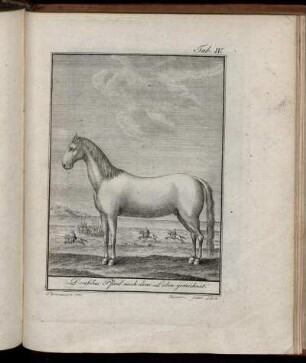 Tab. IV. Donsches Pferd nach dem Leben gezeichnet.