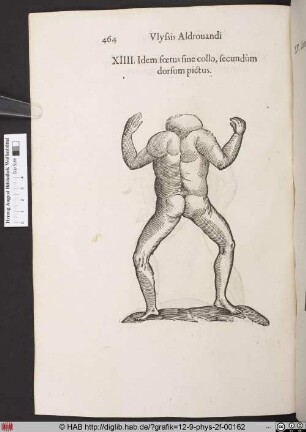 Idem foetus sine collo, secundum dorsum picuts.