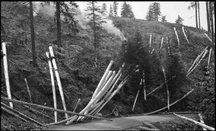 Freiburg: Holzfällen am Schauinsland