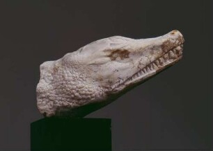 Kopf eines Krokodils