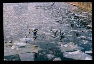 Spree/Möven 21.2.78.