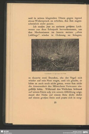 Strandläufer, Tringa spec., im Nest