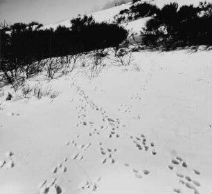 Spuren im Schnee