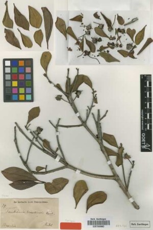 Ternstroemia brasiliensis Cambess. [syntype]
