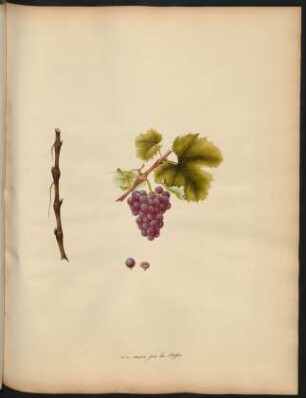 34. Le raisin gris du Chypre