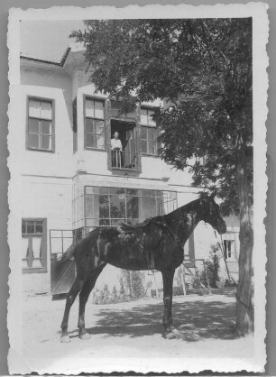 Ankara. Reitpferd Hans Richters, angepflockt vor dem Wohnhaus. Etha Richter am Fenster