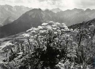 Blühende Bergblumen am Weg zum Söllerkopfmit den Allgäuer Bergen