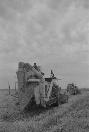 Rambin. Landwirtschaftliche Produktionsgenossenschaft (LPG), Mähdrescher bei der Arbeit auf dem Feld