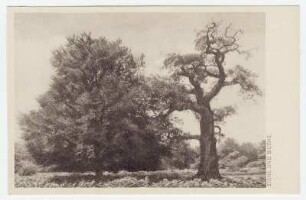 Reinhardswald