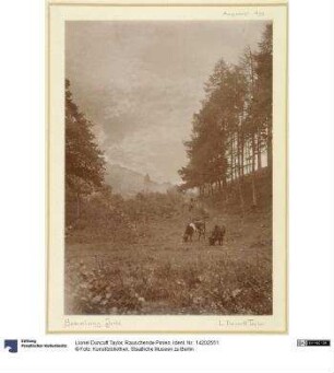 Rauschende Pinien