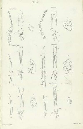 Plate LV.