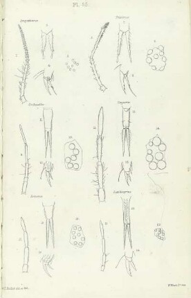 Plate LV.