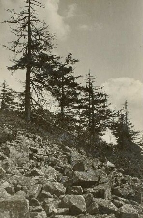 Osterzgebirge. Wetterfichten auf dem Kahleberg