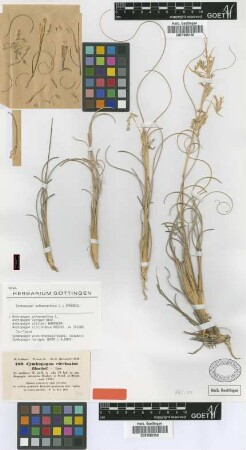 Andropogon circinnatus Hochst. ex Steud. [isotype]