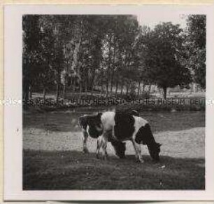Kaster, Erftlandschaft