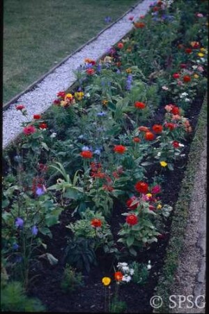 Potsdam, Park Sanssouci, Parterre Große Fontäne, Rabatte mit Blumenbepflanzung.