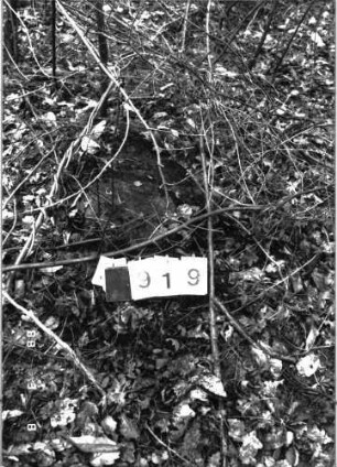 Grabstein 919