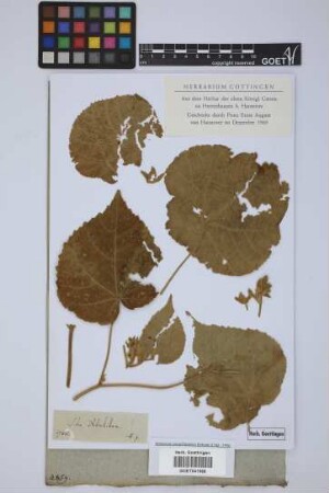 Sida abutilon L.