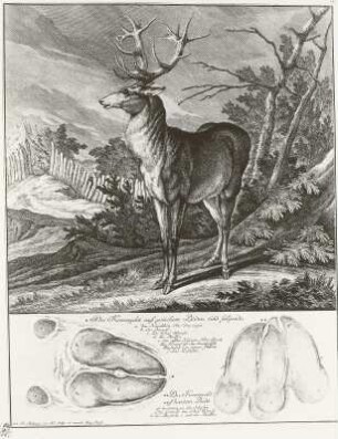 Spur des Hirsches : Hirsch und seine Fährte, 18. Jh.