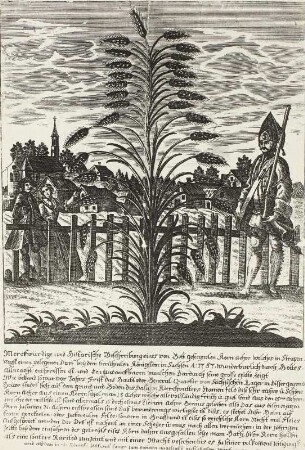 Struppen, Kornhalm mit 31 Ähren vom Jahre 1757