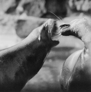 Zootiere. Zwei Seelöwen
