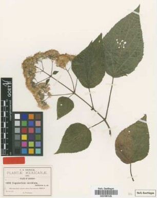 Eupatorium oresbium B.L.Rob. [type]