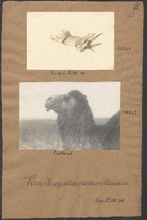 Gazelle der Fl.Abt. 304