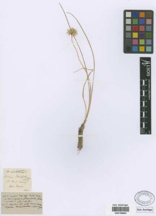 Allium moly Baumg.