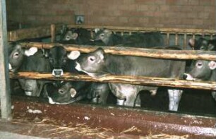 Fotografie: Tierproduktionsverfahren, Stallsystem, Vollspaltenboden, Bullenmast