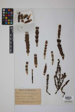 Equisetum telmateia telmateia Ehrh.
