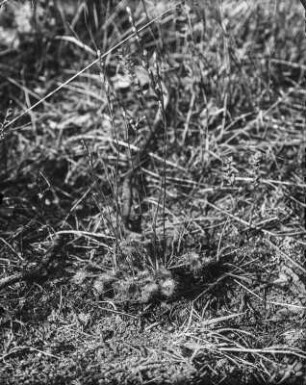Rundblättriger Sonnentau : Rundblättriger Sonnentau (Drosera rotundifolia Linnaeus).