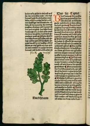 46v-47r, Buchßbaum (70. Kapitel)