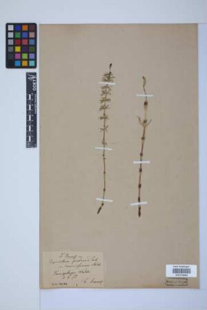 Equisetum pratense Ehrh.