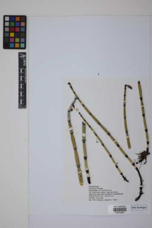 Equisetum hyemale hyemale L.