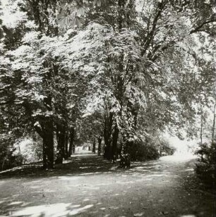 Kastanienallee (Aesculus hippocastanum; Naturdenkmal)