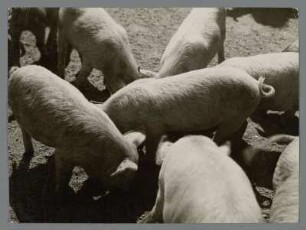 Ferkel auf einem Bauernhof - der zukünftige Schweinebraten