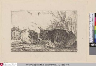 [Kühe vor einem Zaun aus Gras; Resting cows]